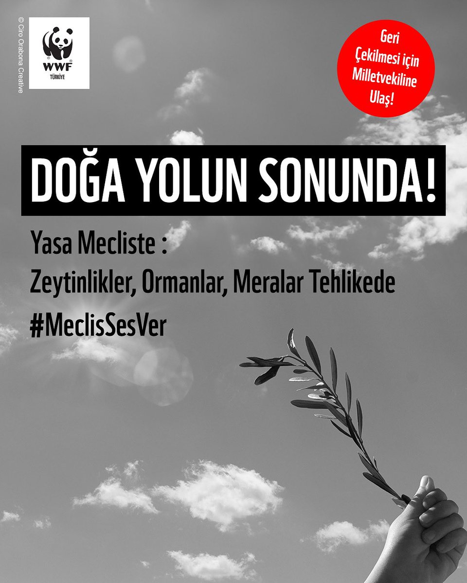 ‼️Bu yasa geçerse geri dönüş yok. Zeytinlikler, ormanlar, meralar tehlikede! Yasa Genel Kurulda!

🌳 Bu topraklarda binlerce yıldır kök salmış zeytin ağaçları, Anadolu'nun alın teridir, geçimidir, kültürüdür.

❌ Bugün komisyondan Meclis Genel Kurulu’na gönderilen yasa teklifi