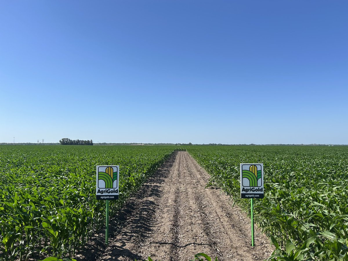 Agronomy training this morning! Always excited to be in the field sharing knowledge &amp; continuing to learn. <a href="/AgriGold/">AgriGold</a>