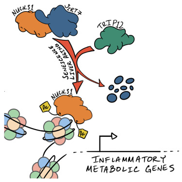 SIRT7 regulates NUCKS1 chromatin binding to elicit metabolic and inflammatory gene expression in senescence and liver aging dlvr.it/TLSsdN