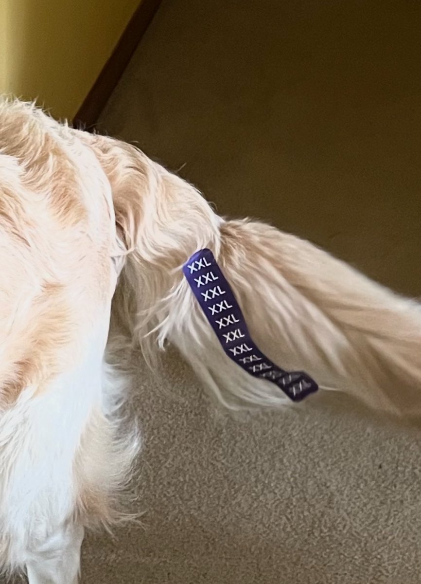 I can’t see my fluff, but the size is clearly labeled! Happy Fluffy Friday Pals! 💙🐾Finn! #FluffyButtFriday #grc #goldenretriever