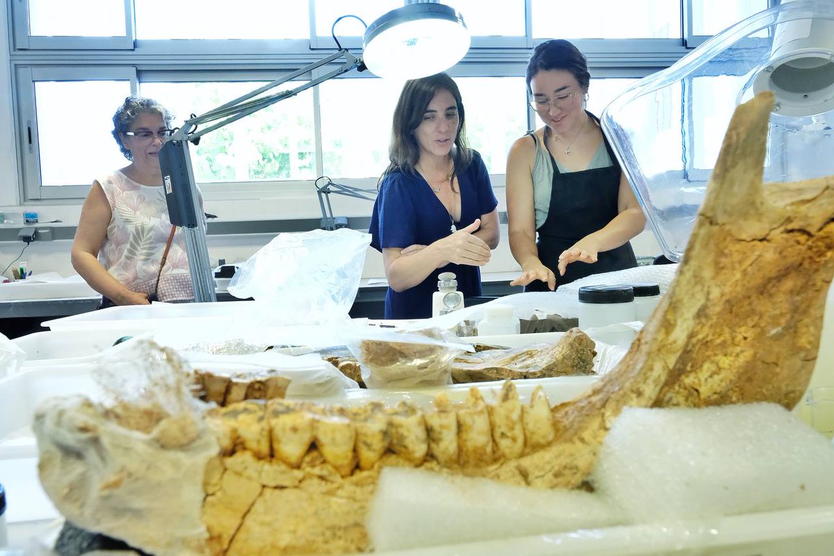 #SomCERCA | 🌍 Arqueologia, evolució humana i química al servei del país.

✅ La visita de la #consellera Montserrat als centres CERCA de Tarragona destaca el valor de la recerca puntera en reptes globals i patrimoni científic al territori.

#Recerca