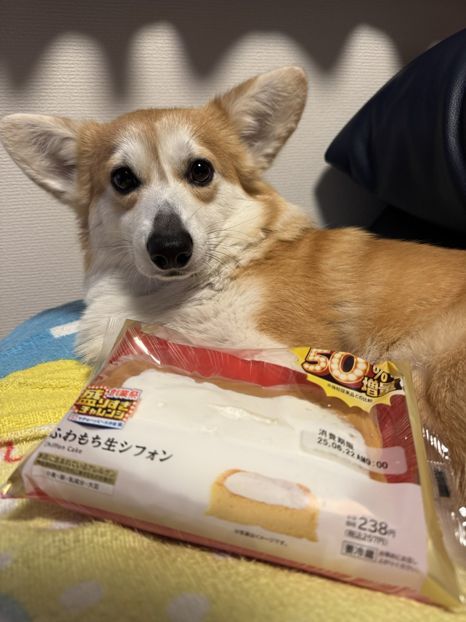 やるきなしコーギーSARA🍞 （飼い主ITOKEN） on X: 