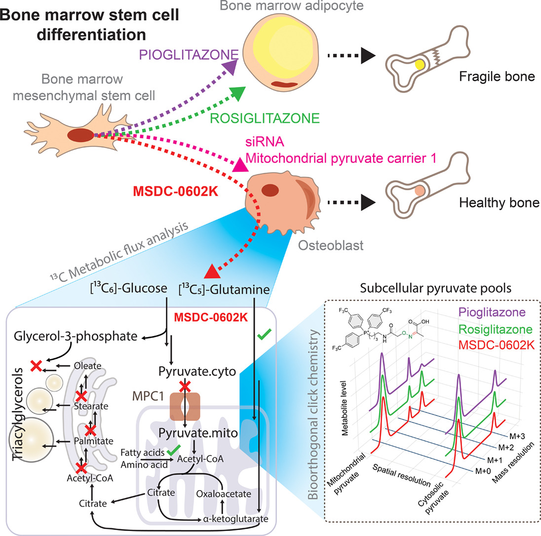 📢The <a href="/BMA_Society/">BMAS</a> is excited to highlight our June 2025 #POTM! New research in Metabolism by <a href="/ondrej_kuda/">Ondrej Kuda</a>'s team <a href="/CzechAcademy/">Czech Academy of Sciences</a> may be a #GameChanger for treating #Diabetes &amp; preserving bone health. Using spatial fluxomics, they reveal how a new #TZD reprograms BMSC metabolism...