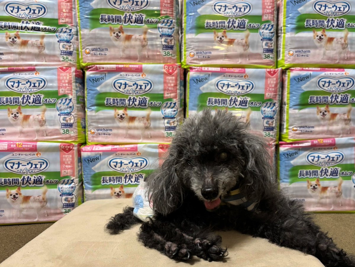 ピノがとうとう19歳になりました。
飼い主は感無量でしたが、本犬はいつも通りの日でした。
もう、ご馳走様を食べるのも怖いしね。
1箱買ったオムツは使いきりました。
また願いを込めて、新しく1箱買ったからね。
これからも、マイペースで過ごしてもらいたいと思います。
#秘密結社老犬倶楽部