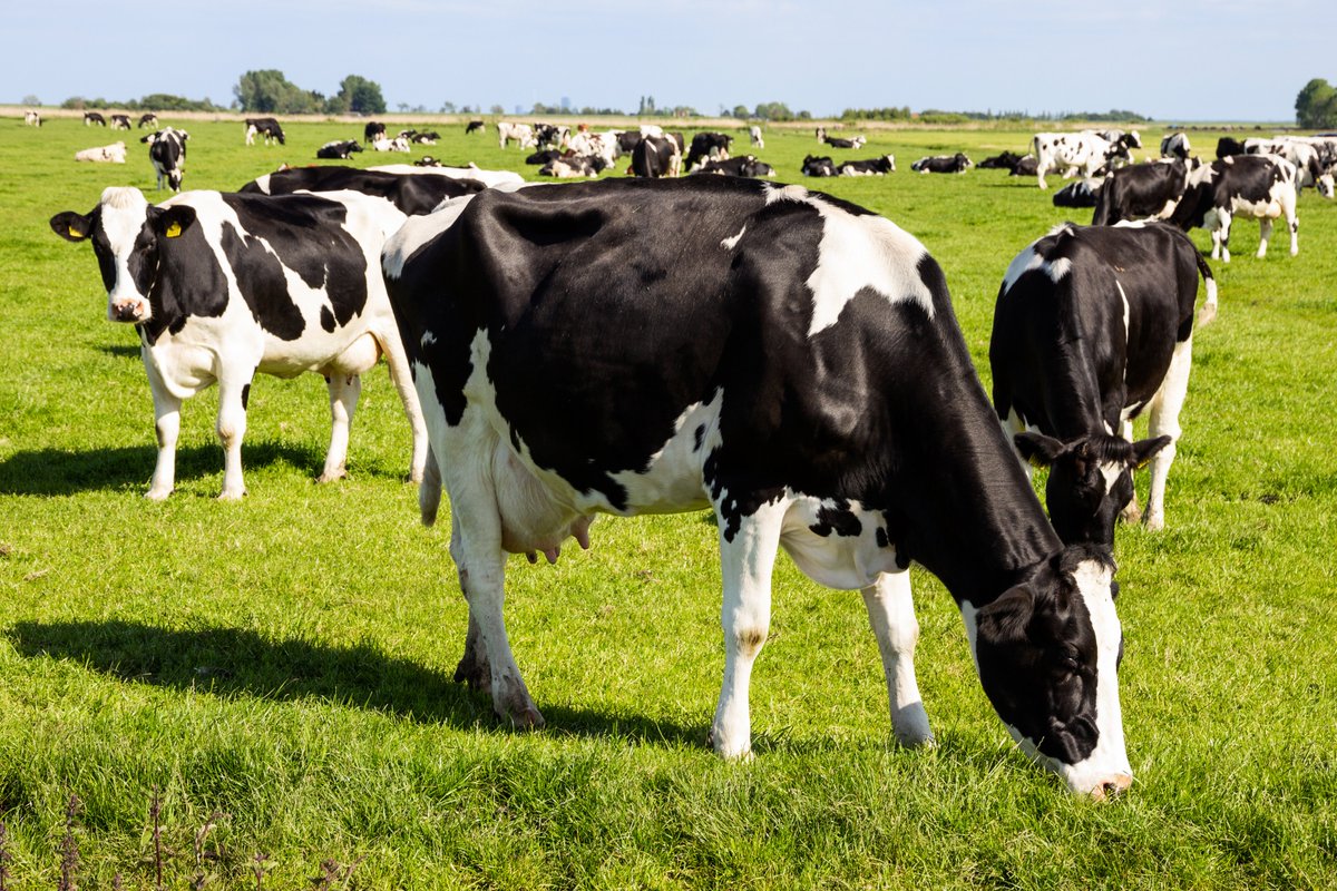 New updates from CHECS aim to step up control of infectious cattle diseases like #BVD and #JohnesDisease across the UK and Ireland.

Download the new technical document at: checs.co.uk

Email results@biobest.co.uk if you have any questions about any of these updates.