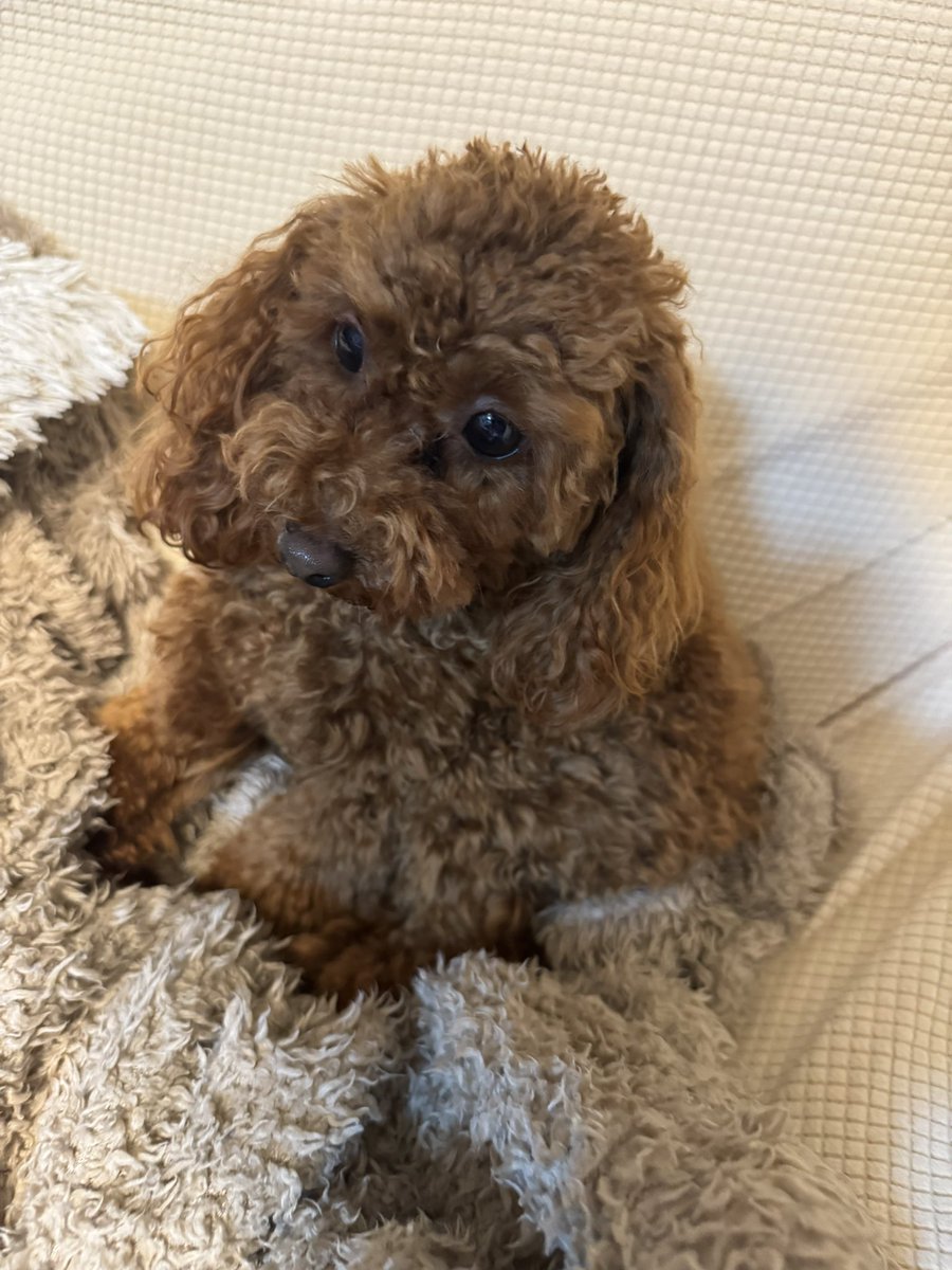 動くとキャンキャン言うし弱っててかわいそうでした。
明日また病院だなぁ