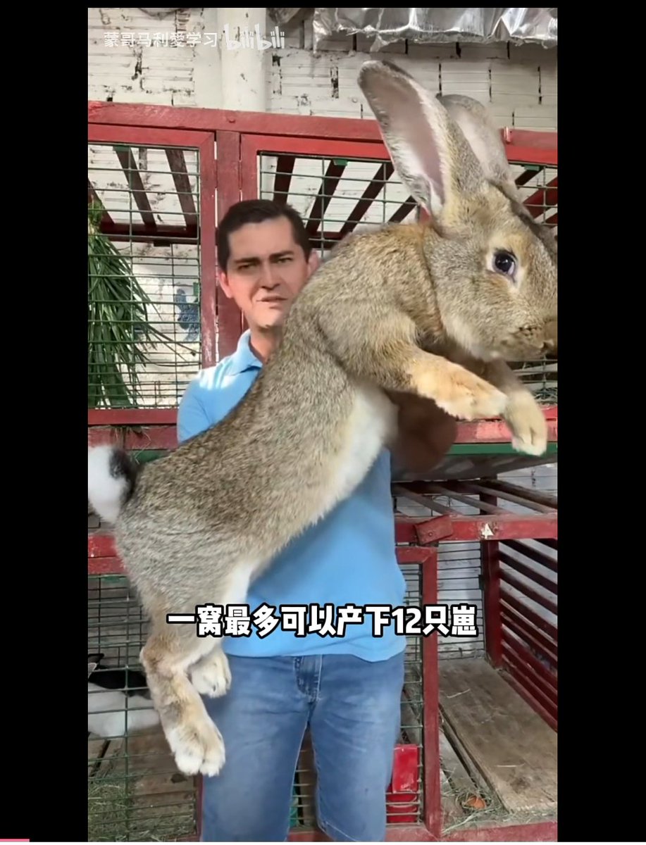 DRIFT01360334's tweet image. bnis
大陆巨兔 与 家兔
“你说你也是兔子？！”