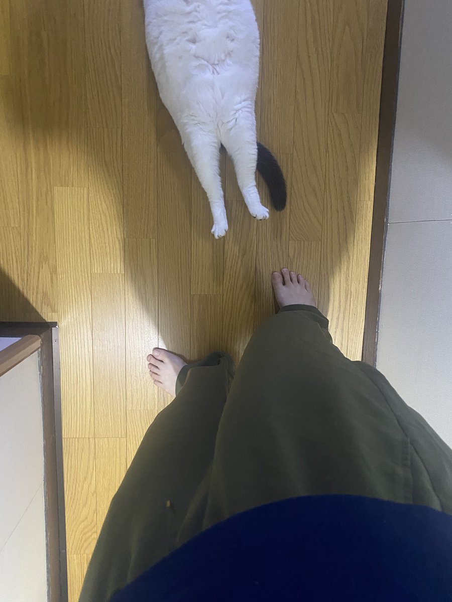 林の中の象のように孤独に歩もうと思ったらおキャット様が居た、孤独失敗！
