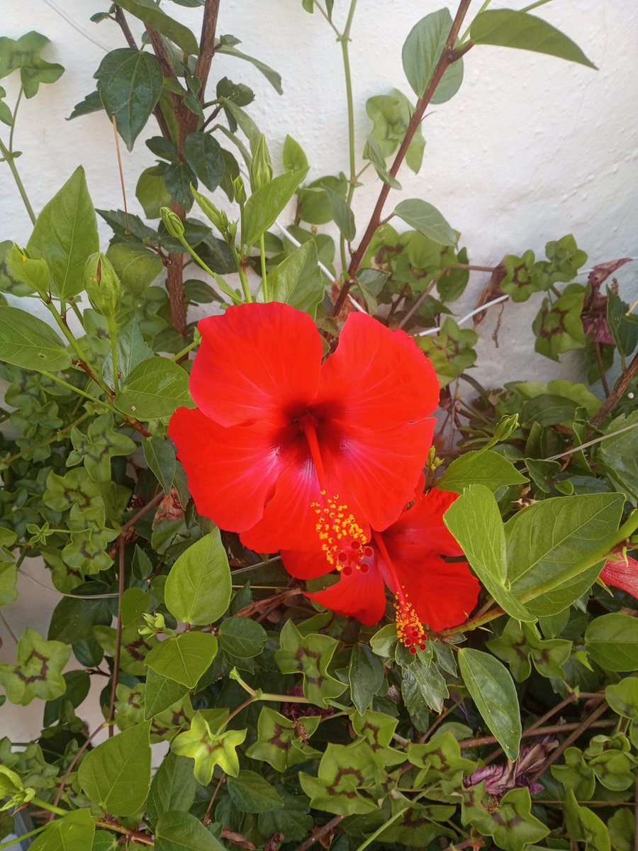 <a href="/ilenagm/">🌱Ilena Gilbert-Mays🌸</a> <a href="/frdvil/">Fred</a> Mine from Andalucia. Yours is superb.