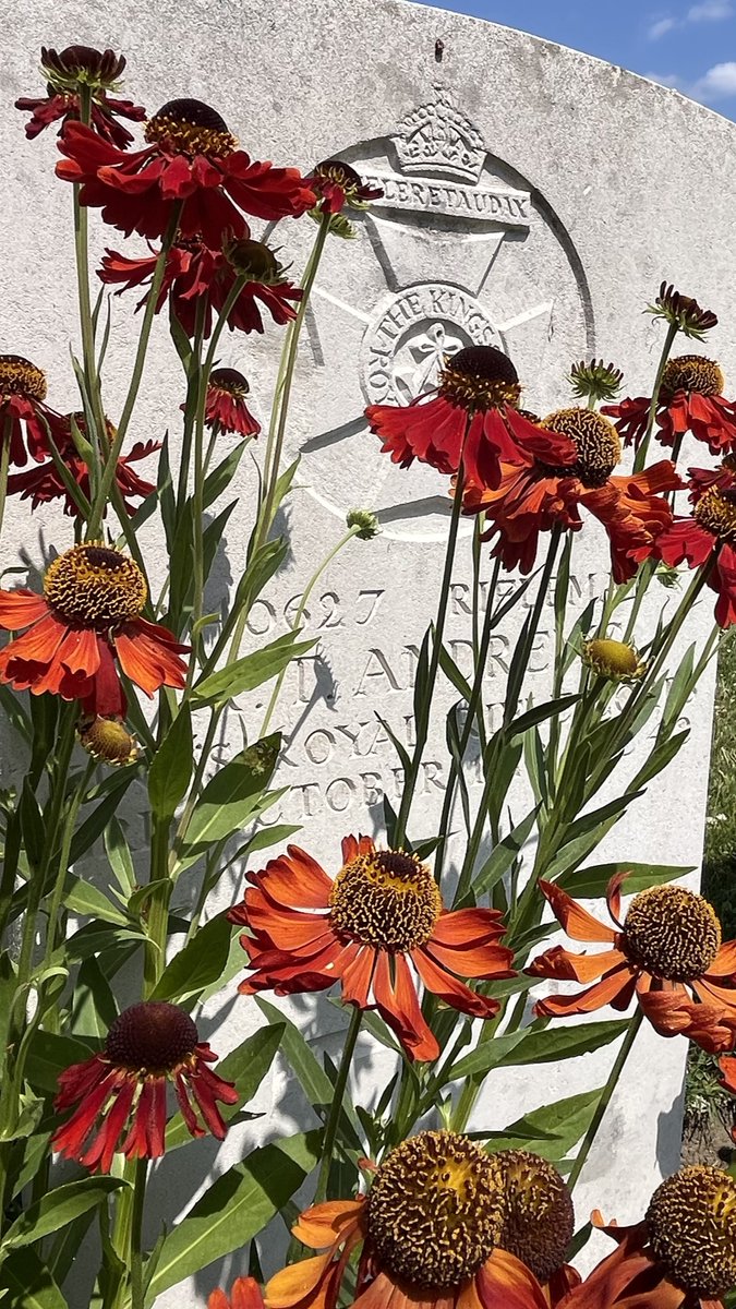 Flowers in the Ypres Salient yesterday. Hooge Crater Cemetery was especially beautiful. So many bees and insects in the flowers. I love the hum and buzz they made. In a sad place the heart can feel joy?
