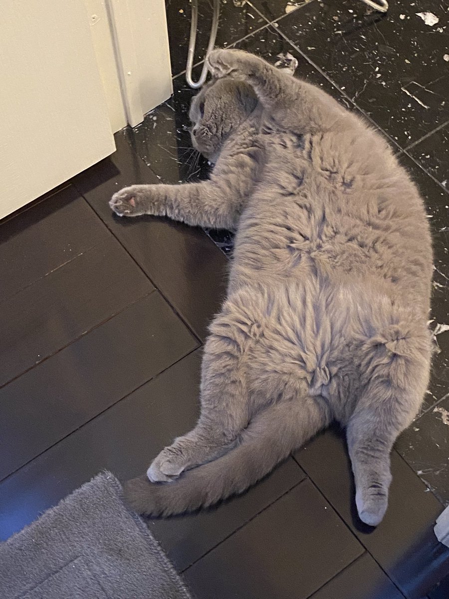 Sanderson wishes everyone a cooler belly this   #JellyBellyFriday 
Stay safe stay hydrated pals it’s hot and humid ..
#CatsOfTwitter #CatsOnTwitter