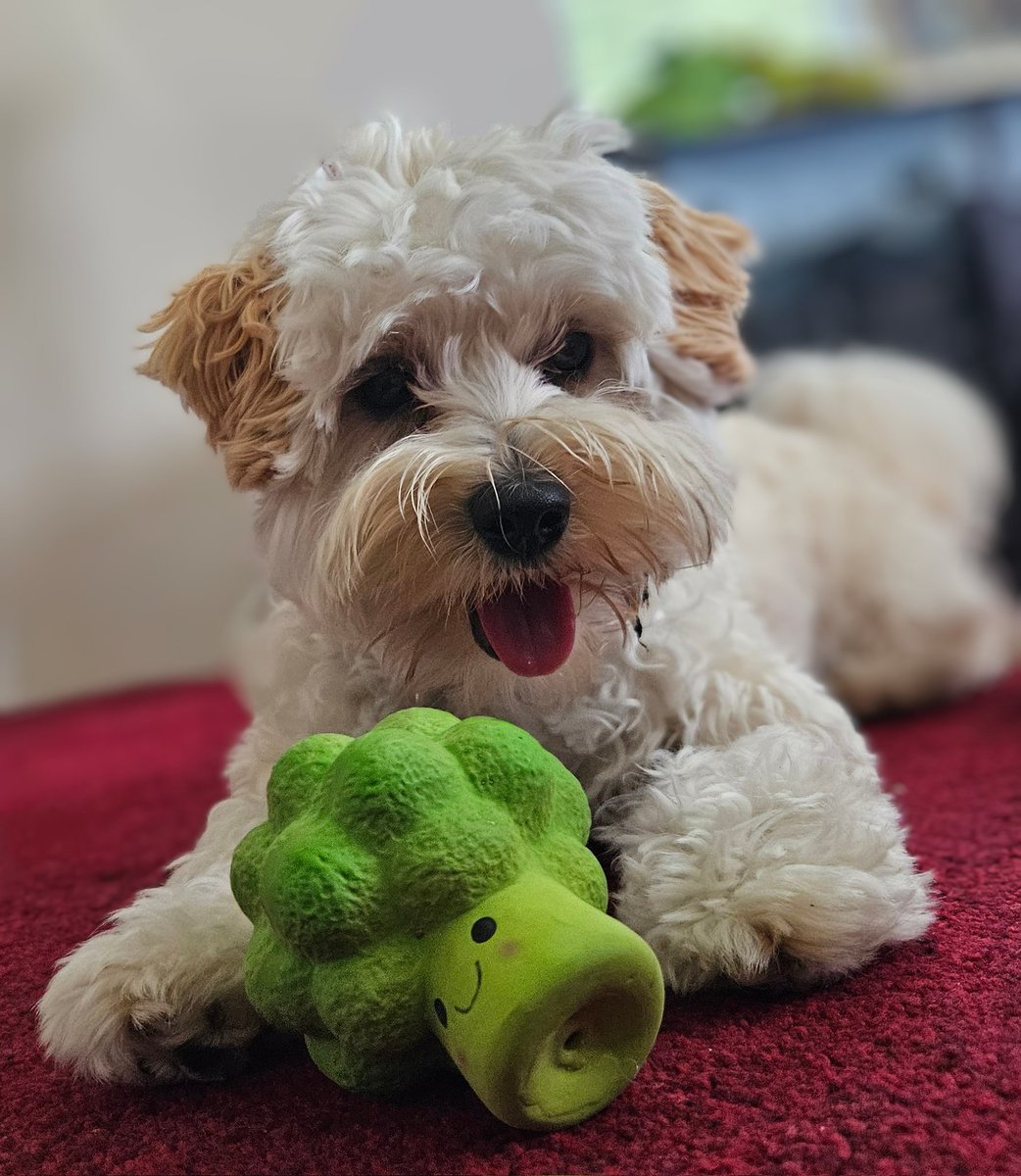 Totally Cute. Total chaos. Bear 😍