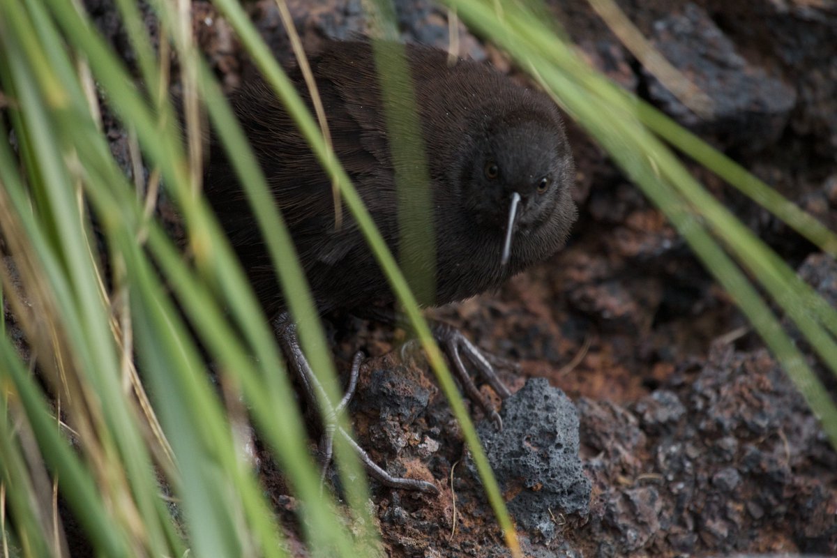 The Inaccessible Island Rail, Laterallus rogersi, one of the smallest flightless birds on the planet.