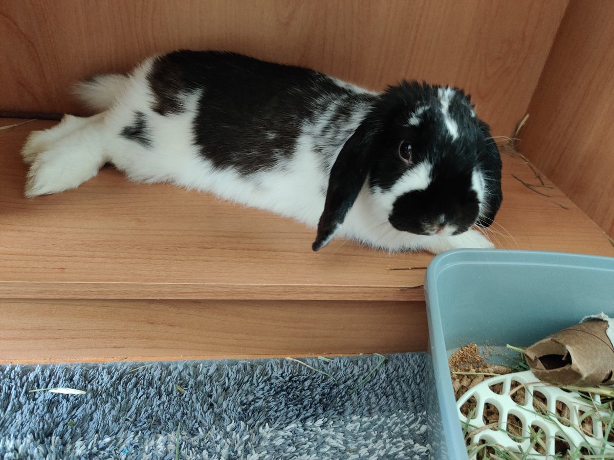 <a href="/autumn_terror/">knife-wielding rabbit</a> charlie and pepper say trans rights!