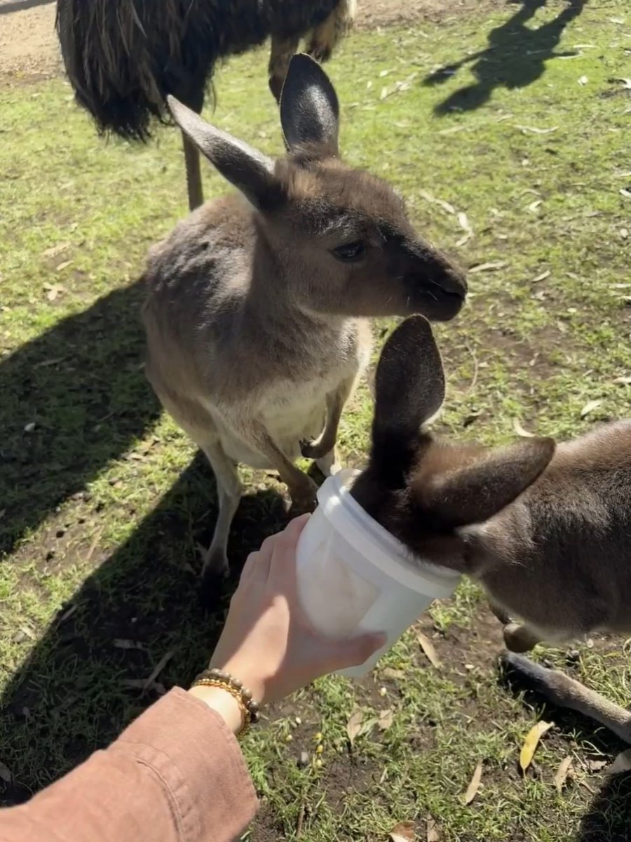 Feeding time with adorable kangaroos🦘📷