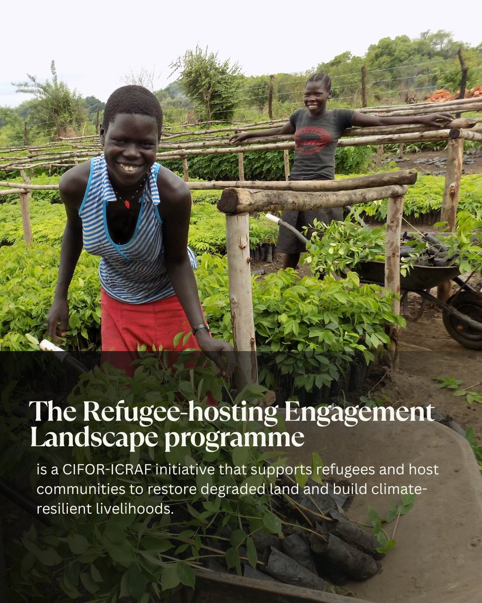 What does land restoration have to do with refugees?

The #Refugee-hosting Engagement Landscapes programme works to restore degraded land in crisis-affected areas, supporting food, income &amp; resilience for both refugees and host communities.

Learn More:🔗bit.ly/3XvXuWS