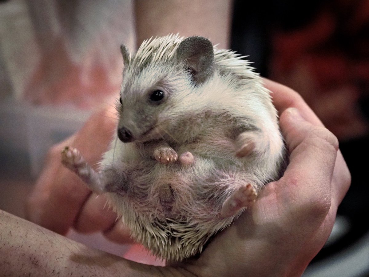 PEKHTography (@pekhtography) on Twitter photo When life gets prickly, remember even the spikiest creatures start as tiny bundles of softness ๐ฆโจ Sometimes our defenses develop as we grow ๐ญ #TinyWisdom
#hedgehog #baby #hoglet #cute #tiny #spikes #hands #wildlife #adorable #small #nature #precious When life gets prickly, remember even the spikiest creatures start as tiny bundles of softness ๐ฆโจ Sometimes our defenses develop as we grow ๐ญ #TinyWisdom
#hedgehog #baby #hoglet #cute #tiny #spikes #hands #wildlife #adorable #small #nature #precious