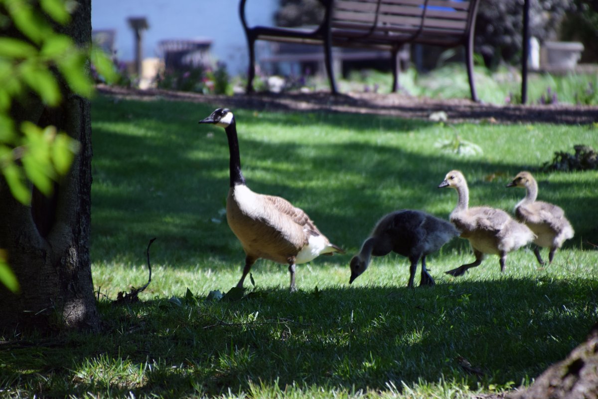Hello, summer ☀️ Today marks the longest day of the year—and nature is showing off. #PennStateAbington #SummerSolstice #FirstDayOfSummer