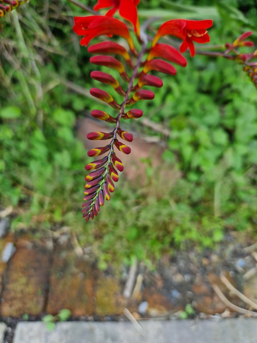 I think its Latin name Tiedyephyllia!