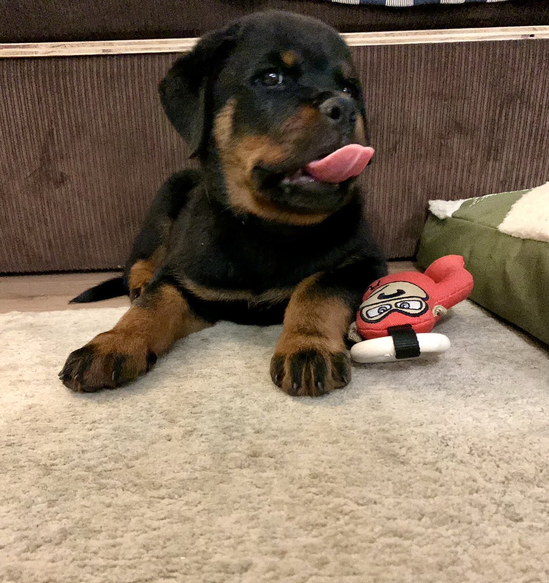 Rory Petzer tweet media