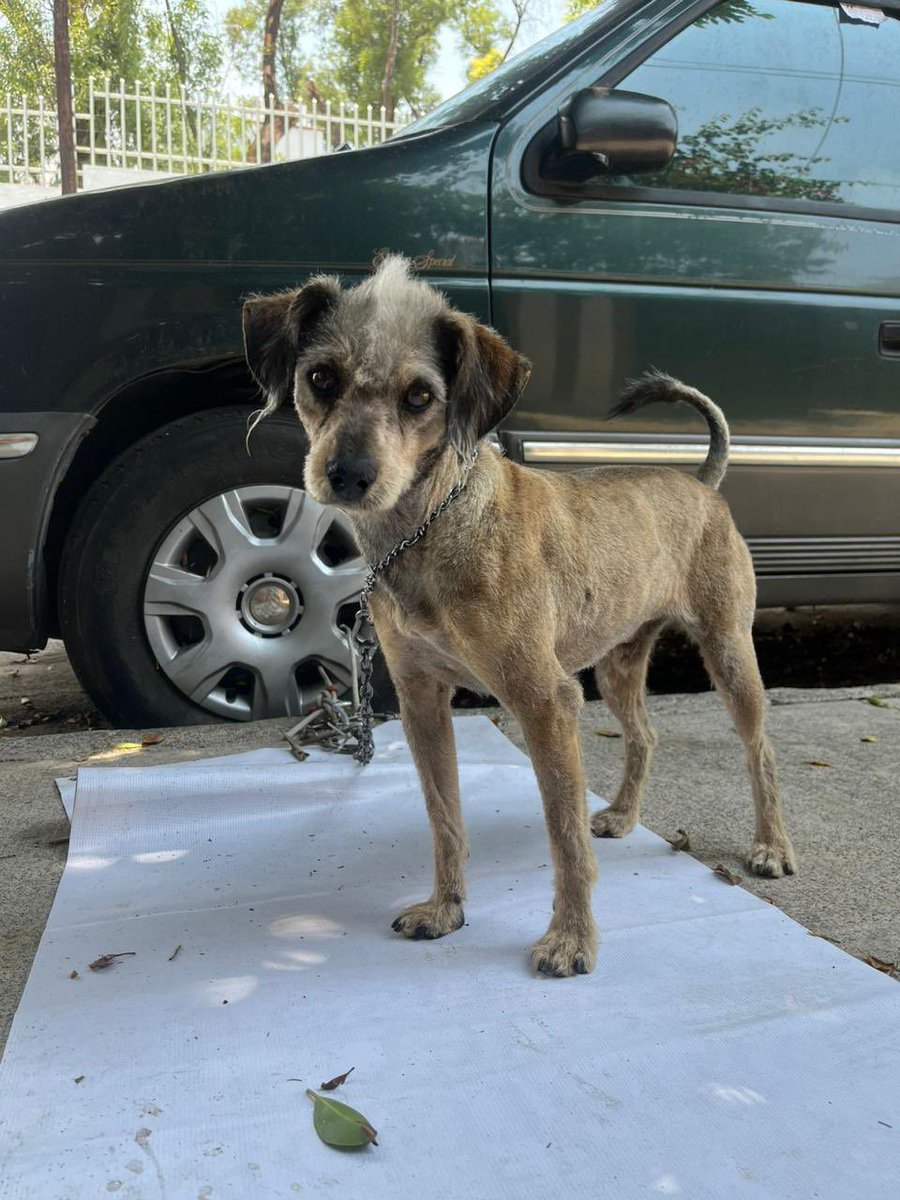Más de un mes y aún sigue sin una familia.💔

Greñas es un hermoso perrito rescatado,y está buscando una familia.

Tiene 4 años,macho es muy activo,se entrega con protocolo completo.
Contacto 5554571479 
#AdoptaNoCompres #adoptable 
Está en CDMX 🥹