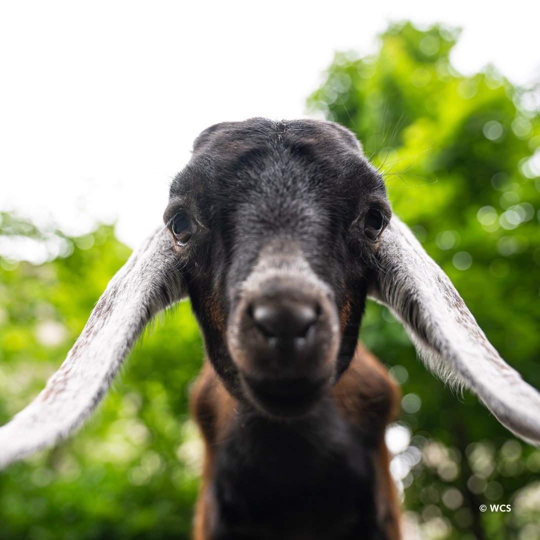 centralparkzoo's tweet image. Mini-Nubian goats are little goats with incredibly long ears! These long, floppy ears help them regulate their body temperature in hot climates. Their ears are filled with blood vessels, and when blood circulates through them, it cools down before returning to the body.