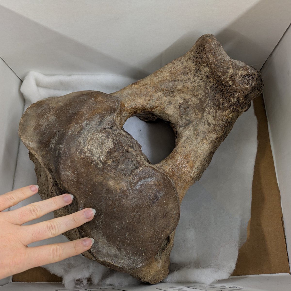 Beautifully preserved axis of a Columbian Mammoth collected in the 1960s from Florida's Peace River. You won't find anything like this out there today! #FossilFriday