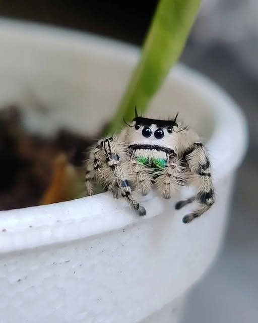 Little Emiko 😍😍