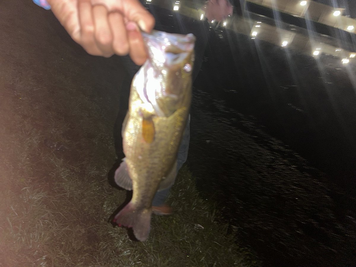Got me another bass last night