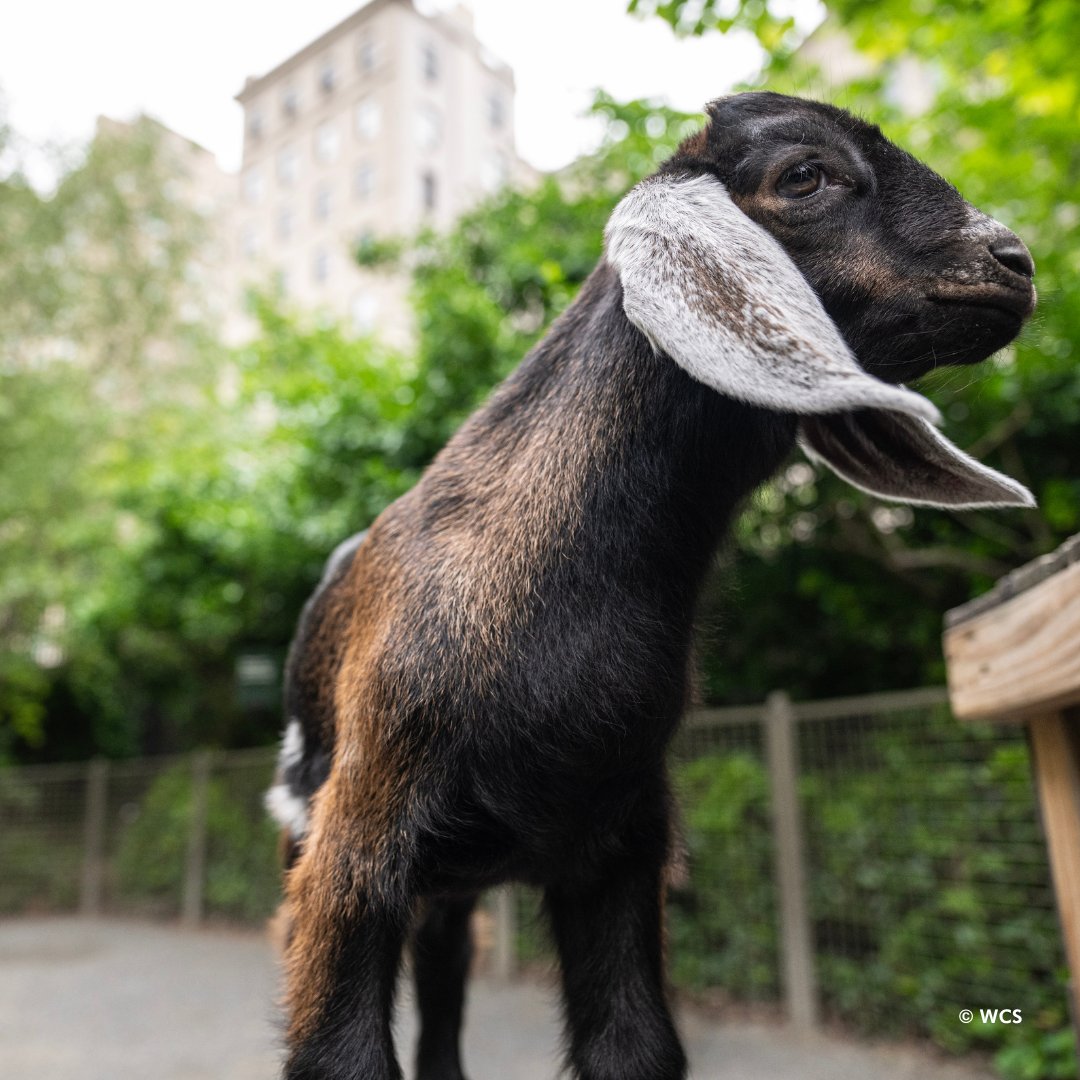 centralparkzoo's tweet image. Mini-Nubian goats are little goats with incredibly long ears! These long, floppy ears help them regulate their body temperature in hot climates. Their ears are filled with blood vessels, and when blood circulates through them, it cools down before returning to the body.
