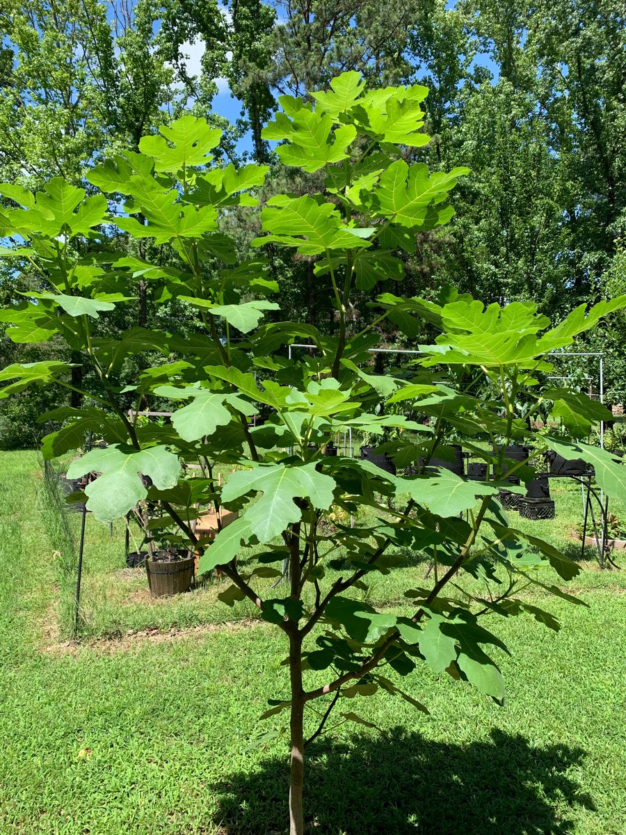 GrowBuildEat's tweet image. Fig leaf tea
patreon.com/posts/fig-leaf…