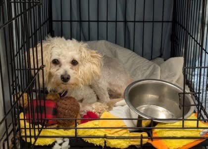 SPCA Tompkins County tweet media