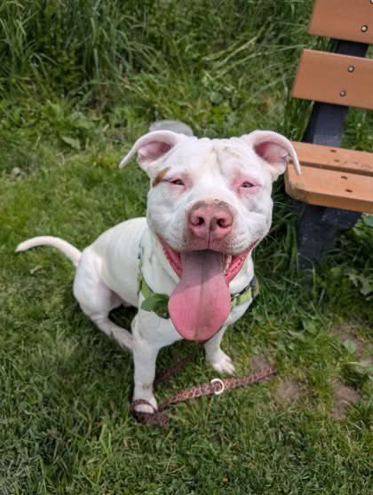 SPCA Tompkins County tweet media