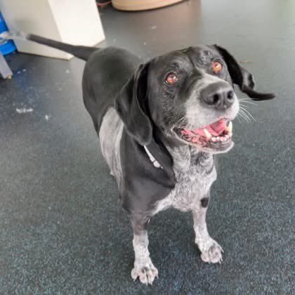 SPCA Tompkins County tweet media