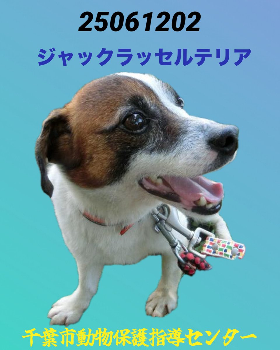 《お詫び》
HP削除でお迎えだと報告
里親募集に切り替わっていました
大変失礼致しました
改めて拡散します🙇🏼‍♀️

お迎えのない ジャク君を家族に
迎えて頂けませんか🍀🙏🏻🙇🏼‍♀️

🆘♦️🆘♦️🆘
🔹種類：ジャックラッセルテリア
🔹白茶・オス・8歳
🔹予防歴：6種混合ワクチン・ノミダニ予防
♦️コメント