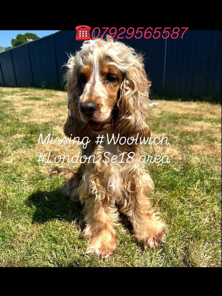 Dogs of Tooting 1 (@jacquisaid) on Twitter photo Still missing #Charltonpark <a href="/CAFCofficial/">Charlton Athletic FC</a> <a href="/CharltonPark/">Charlton Park</a> <a href="/charltonparkrun/">Charlton parkrun</a> please keep eye out thank you Still missing #Charltonpark <a href="/CAFCofficial/">Charlton Athletic FC</a> <a href="/CharltonPark/">Charlton Park</a> <a href="/charltonparkrun/">Charlton parkrun</a> please keep eye out thank you