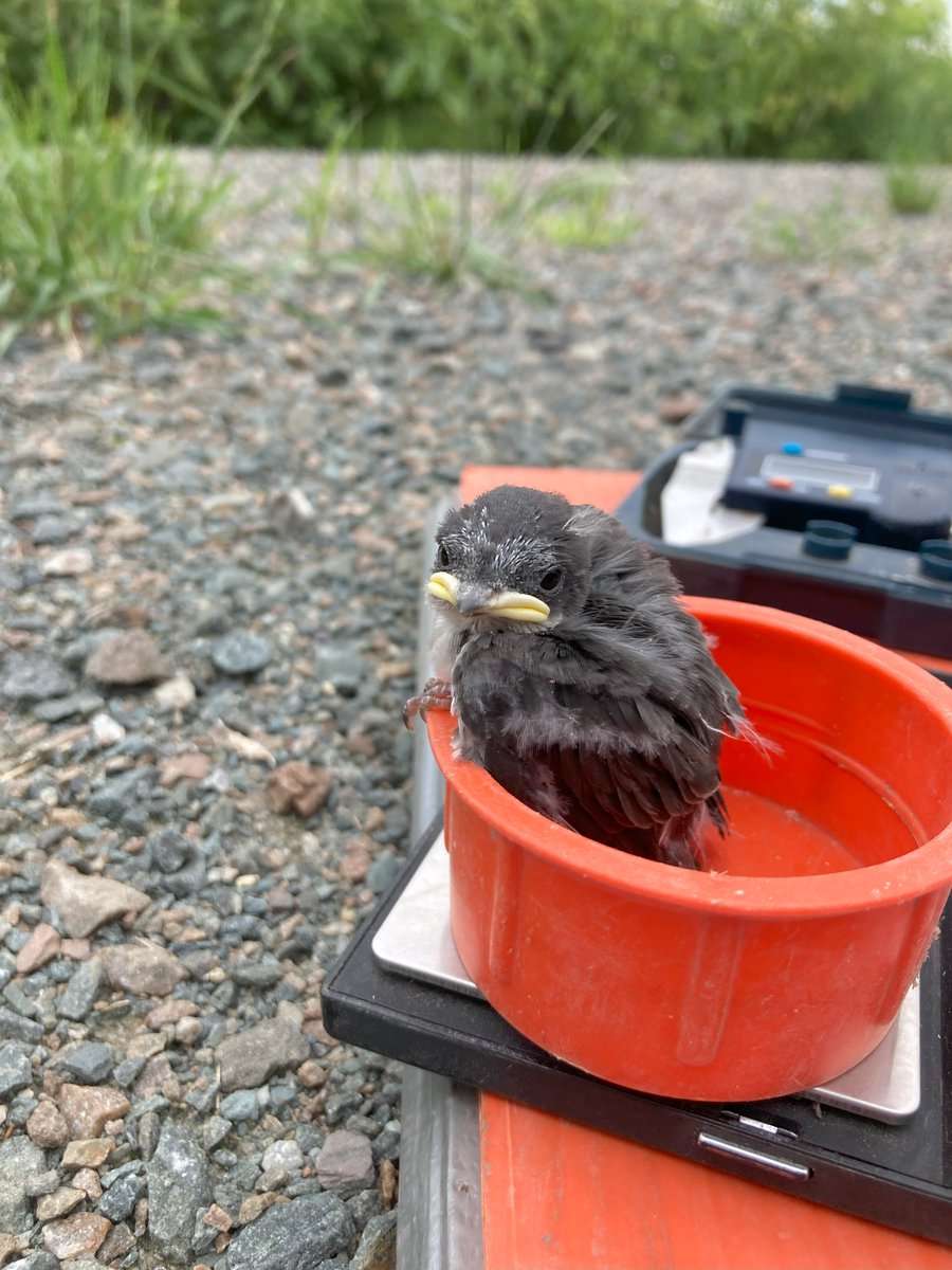CSEE_SCEEmtgs's tweet image. 📸 #CSEE2025 Photo Contest
Submit your best shot for:
• FIELDWORK🦇🌳
• LANDSCAPE⛰️
• SCIENTISTS IN THE WILD👩🔬
Post your best shots using #CSEEinFocus and tag us OR you can also submit here:
docs.google.com/forms/d/e/1FAI…
📅Open until July 1st!
©Claudie-Anne Langlois