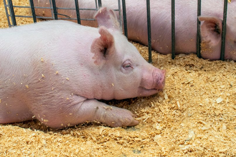 The Clark County Fair kicks off tomorrow, June 21st! 

There’s no better way to celebrate summer in Indiana than heading to the 4-H showcases, livestock shows, and trying food from local vendors.

Our county fairs represent the best of Indiana. Family, hard work, and community