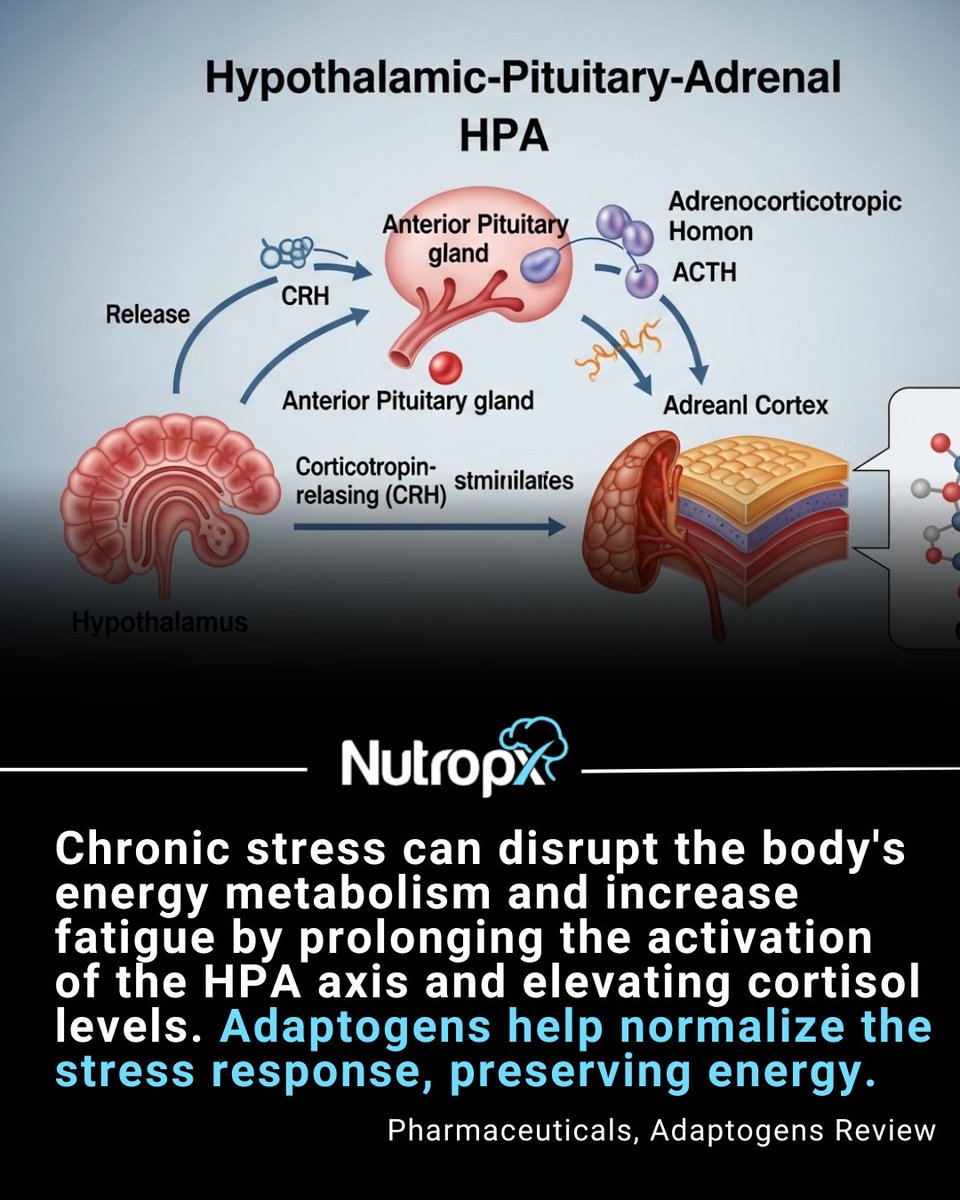 nutropx's tweet image. Stress doesn't just affect your mind; it drains your physical energy too. Learn how to buffer your body against the wear and tear of daily demands. #Nutropx #5Brain