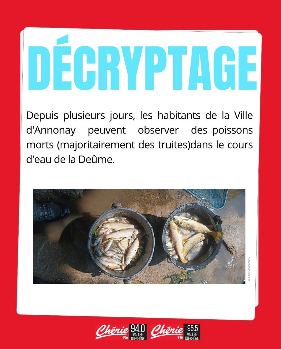 [DÉCRYPTAGE] Des #truitesmortes observées dans la Deûme à <a href="/villedannonay/">Annonay</a>.
➡️ Causes : manque d'oxygène dû à des eaux usées, des températures élevées et un débit faible.
Intempéries du 17/10 : réseau d’assainissement impacté.
Travaux en cours pour stopper la #pollution.
#annonay