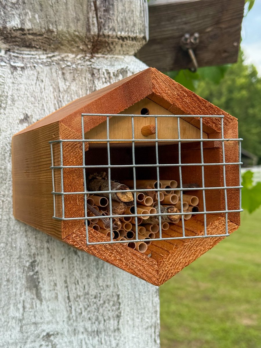 HistoricHope's tweet photo. t’s National Pollinator Week! 
Historic Hope is developing a new program supporting our native pollinators. Pollinators play a vital role in our ecosystems, economies and agriculture. Around 75% of all flowering plants rely on animals to pollinate them. Over 200,000 species, the. https://t.co/rzepVOKujA