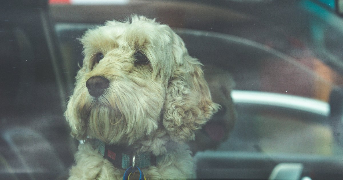 Summer’s here! While we enjoy the sun, remember how quickly temperatures rise in a parked care. Even on a mild day, it can get dangerously hot fast. Leave your pup at home where it’s cool and safe.