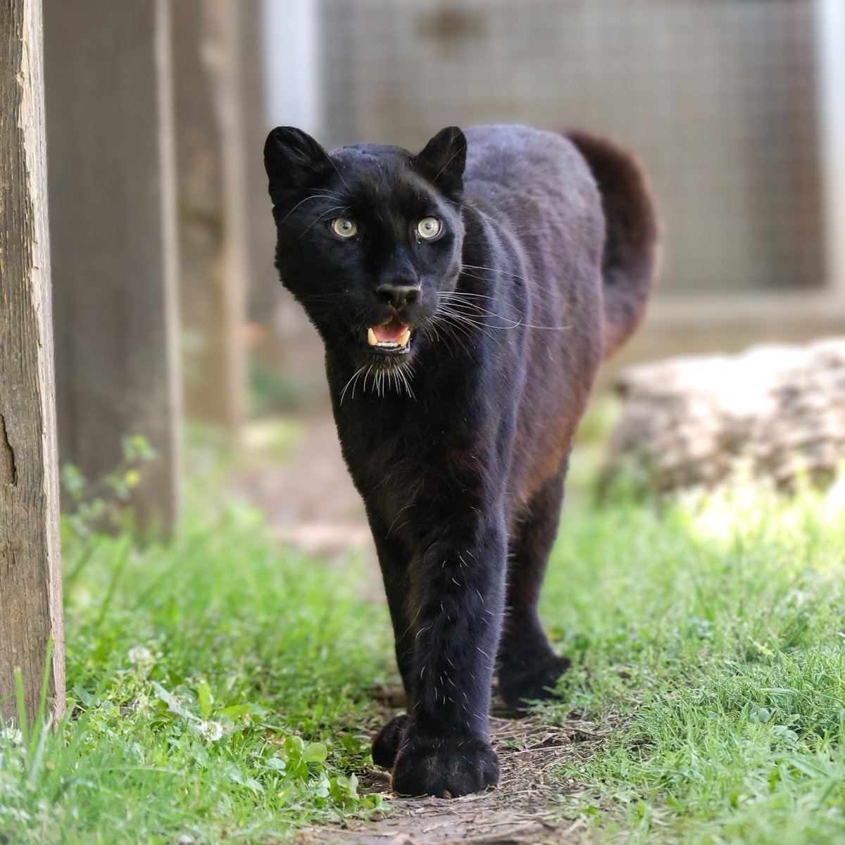 Leopard Forest is NOW OPEN! 🐆⁠

Meet Natasha (photos 1 &amp; 2), Jabari (photo 3), and Roza (photo 4), our Amur leopards.⁠ As solitary cats, they rotate time on exhibit, so each visit could bring a new sighting!