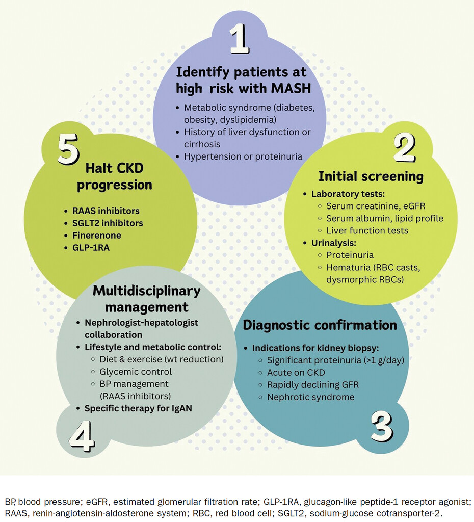ASN Publications (@asnpublications) on Twitter photo Metabolic dysfunction-associated steatohepatitis (MASH) primarily affects the liver, but patients with MASH should be screened early for kidney involvement to halt the progression of CKD. kidney.pub/KN1706-08
#ASNKidneyNews
<a href="/iamnephrologist/">Sourabh Sharma</a> Metabolic dysfunction-associated steatohepatitis (MASH) primarily affects the liver, but patients with MASH should be screened early for kidney involvement to halt the progression of CKD. kidney.pub/KN1706-08
#ASNKidneyNews
<a href="/iamnephrologist/">Sourabh Sharma</a>