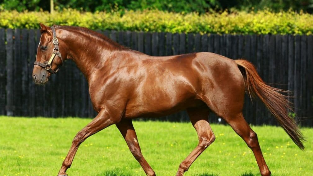 Australia's jubilant June continues with the victory of Cercene in the Group 1 Coronation Stakes.

Third in the Irish 1,000 Guineas, she was bred by China Horse Club and is a half-sister to Stakes-placed Perotto.

Their dam Tschierschen is an Acclamation half-sister to Roodeye,