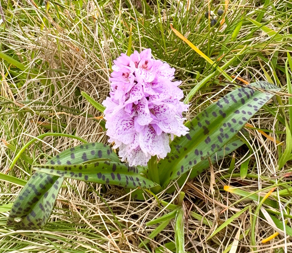 heath spotted orchid