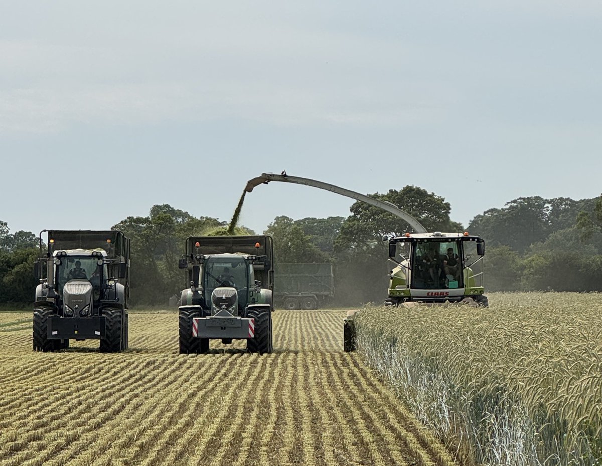 Into the hybrid rye 🌞 🚜 💨
