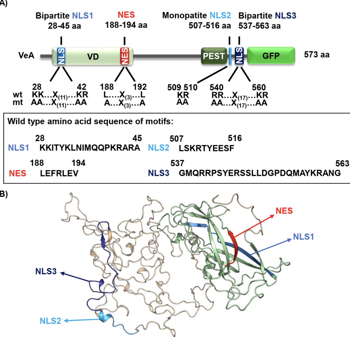 FungiDB (@fungidb) on Twitter photo VeA, a velvet domain protein in #Aspergillus nidulans, acts as a molecular switch—shuttling between nucleus & cytoplasm via NLS/NES signals—to steer fungal cells toward sexual/asexual development.
📖 <a href="/PLOSGenetics/">PLOS Genetics</a>: doi.org/10.1371/journa…
#fungi #VelvetComplex #GeneRegulation VeA, a velvet domain protein in #Aspergillus nidulans, acts as a molecular switch—shuttling between nucleus & cytoplasm via NLS/NES signals—to steer fungal cells toward sexual/asexual development.
📖 <a href="/PLOSGenetics/">PLOS Genetics</a>: doi.org/10.1371/journa…
#fungi #VelvetComplex #GeneRegulation