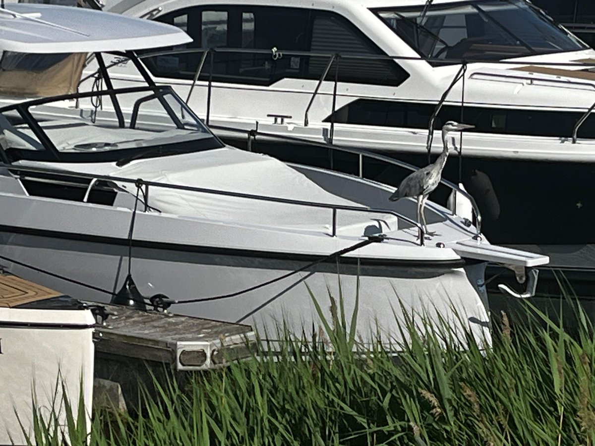 Spot the heron!

A grey heron perfectly camouflaged itself on our RYCK 280 at Thames &amp; Kennet Marina this week!
You’ll have to look twice... 👀

Check out the RYCK 280 here: ow.ly/Mr7q50WcZXe

 #RYCK280 #ThamesAndKennetMarina #MarinaWildlife #HiddenInPlainSight #GreyHeron