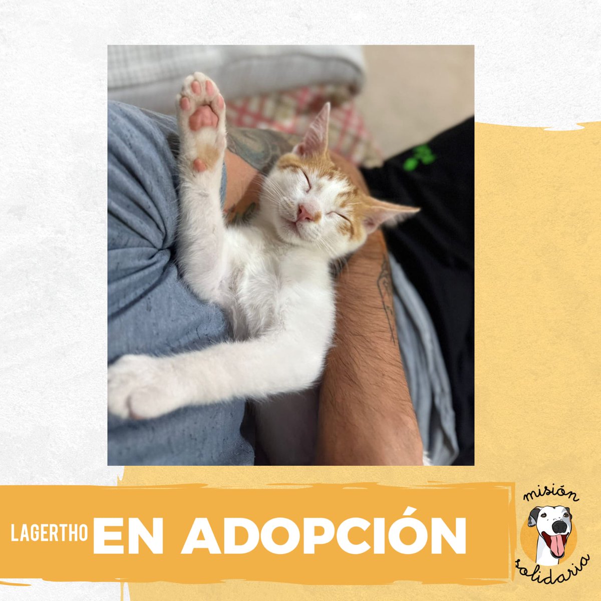 Puchi (@lagarzasosa_) on Twitter photo Lagertho tiene 3 meses. Esta vacunado y desparasitado esperando que una familia lo quiera para pasar calentitos el invierno.
Queres adoptarlo? Escribime!
ZONAS CABA Y GBA
misionsolidariatwitter@gmail.com
Asunto: Mi rey vikingo Lagertho tiene 3 meses. Esta vacunado y desparasitado esperando que una familia lo quiera para pasar calentitos el invierno.
Queres adoptarlo? Escribime!
ZONAS CABA Y GBA
misionsolidariatwitter@gmail.com
Asunto: Mi rey vikingo